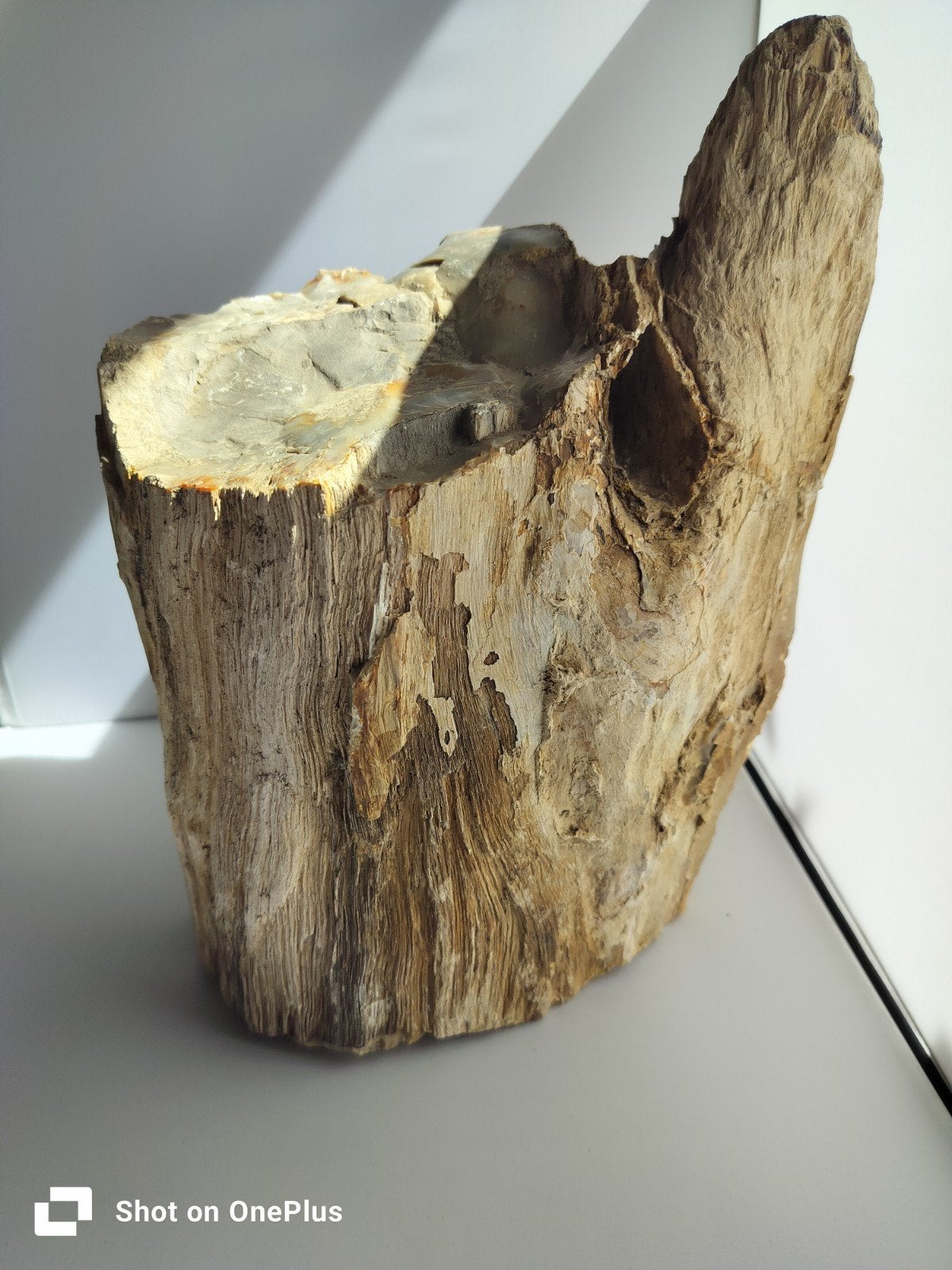 Prachtig stuk versteend hout - Uniek fossiel, Verzamelen, Mineralen en Fossielen, Ophalen of Verzenden, Fossiel