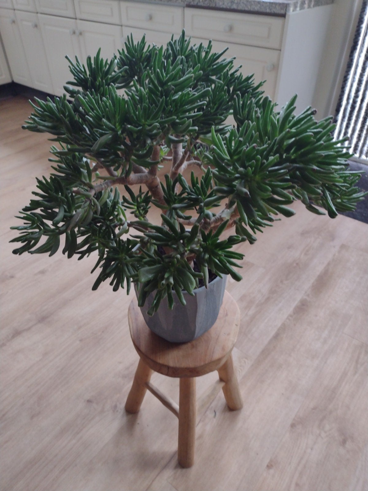 Kamerplant Jade ( Skinny fingers )., Ophalen, Vetplant, Halfschaduw, Minder dan 100 cm