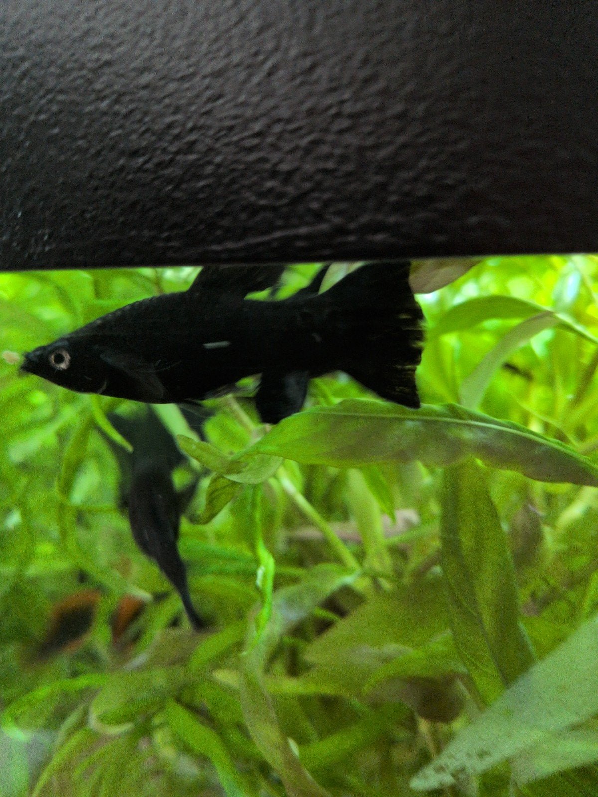 Blackmolly visjes 1 grote met 4 baby