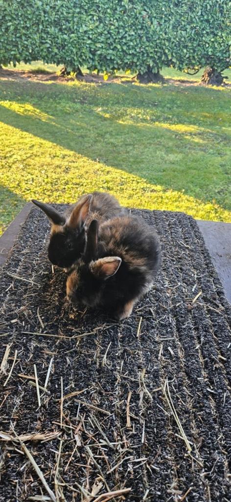Jonge Japanner konijnen, Meerdere dieren, Middelgroot, 0 tot 2 jaar