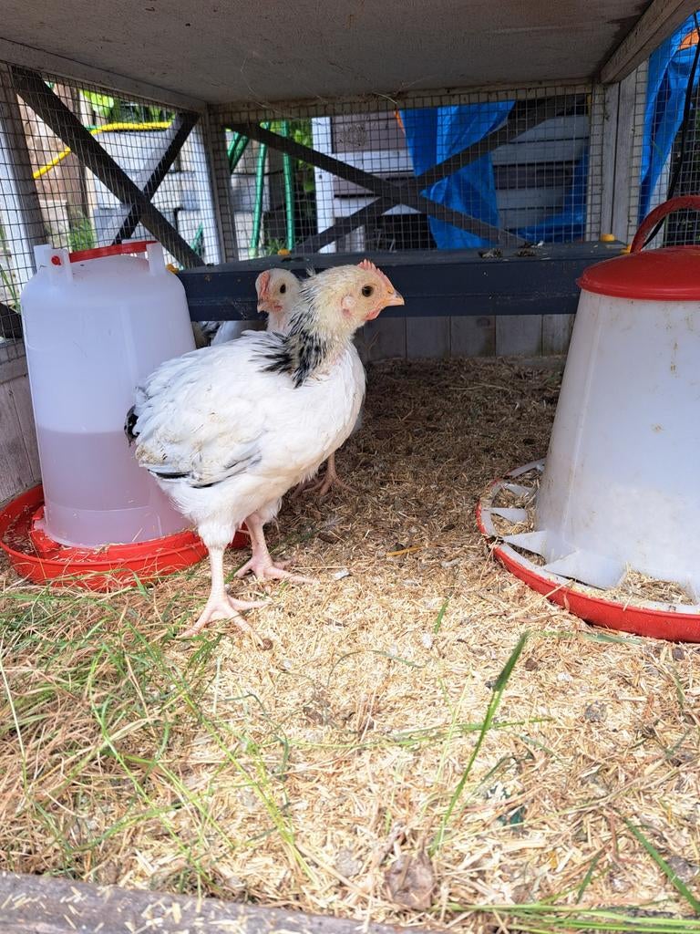 Grote sussex jonge hanen, Mannelijk, Kip