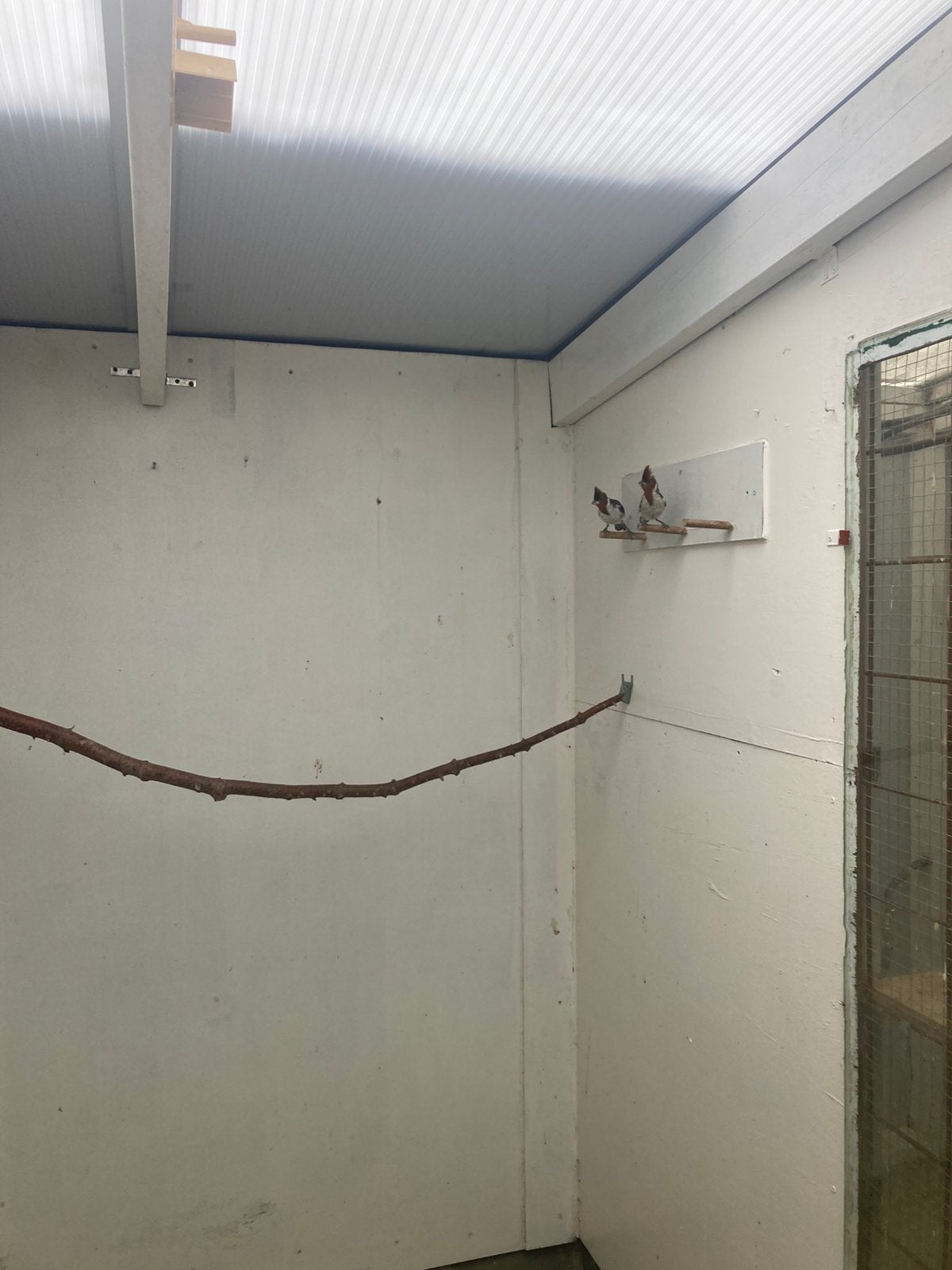Koppel rood kuif kardinalen, Meerdere dieren, Geringd