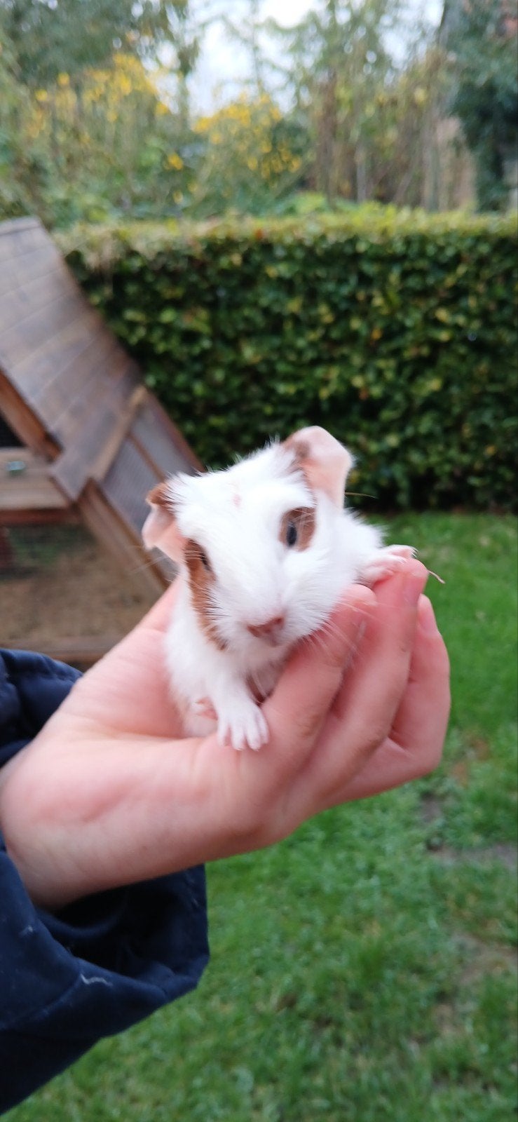 Prachtige cavia's,  in Oktober geboren in buitenverblijf, Dieren en Toebehoren, Cavia, Vrouwelijk, Tam, Oktober