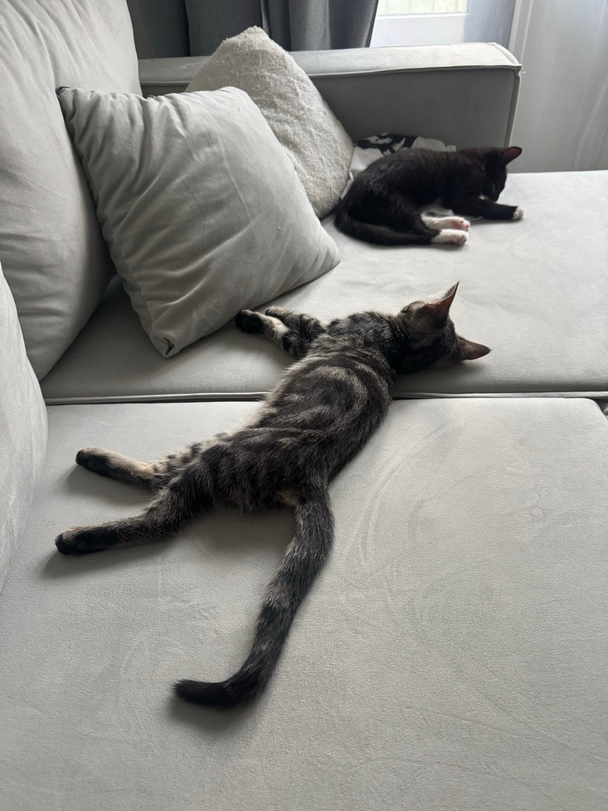 Kittens (katers) van 13 en 10 weken, Dieren en Toebehoren, Katten en Kittens | Overige Katten, Meerdere dieren