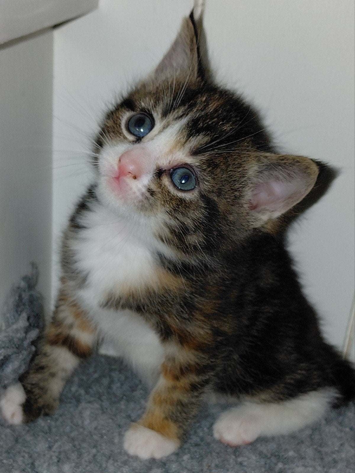 britse korthaar kittens, Dieren en Toebehoren, Meerdere dieren, Ontwormd, 0 tot 2 jaar