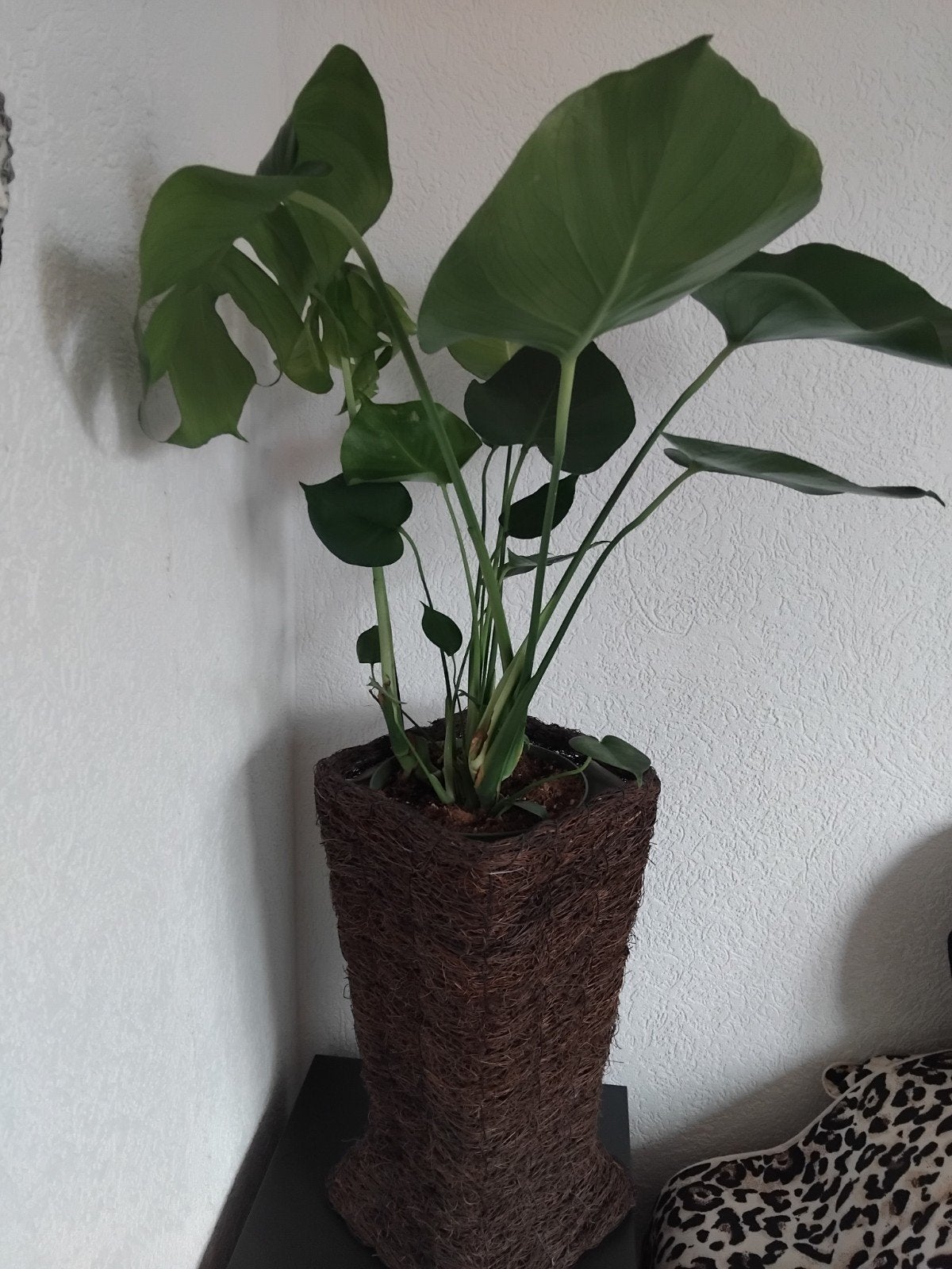 PRACHTIGE GROTE PLANT IN RIETEN POT., Ophalen, Halfschaduw, 100 tot 150 cm