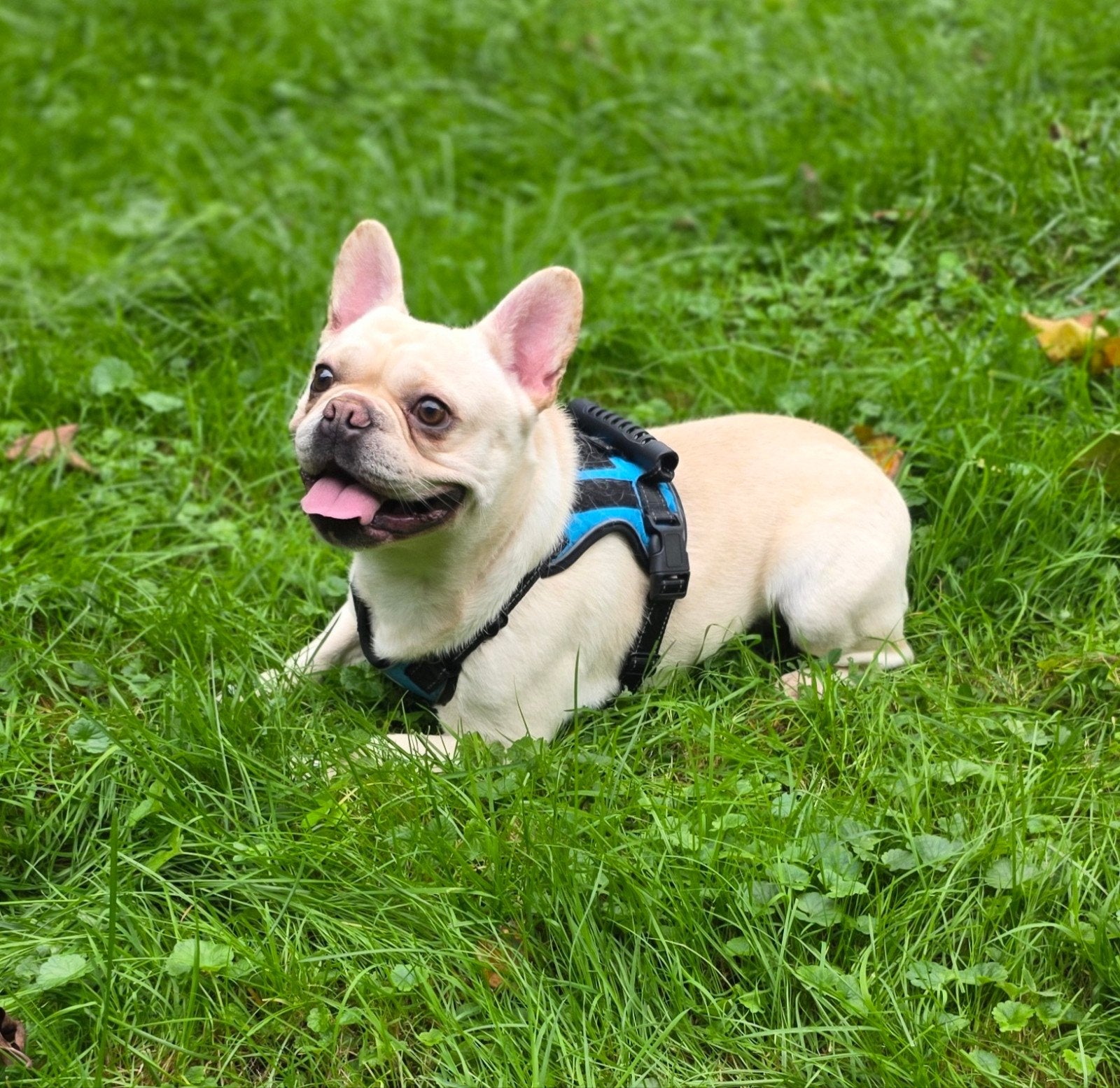 💙 super lieve reu zoekt 5 sterren huisje 💙, Reu, 1 tot 2 jaar, Bulldog, Eén hond