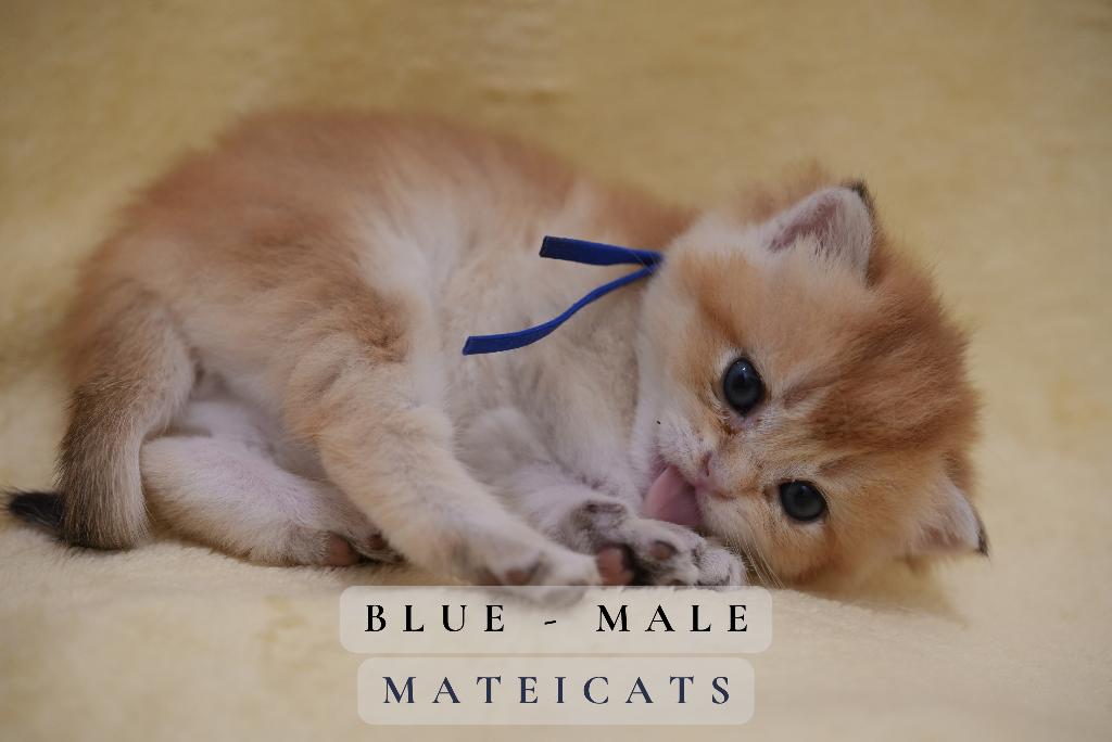 British Shorthair Black Golden, Dieren en Toebehoren, Katten en Kittens | Raskatten | Korthaar, Meerdere dieren, Met stamboom
