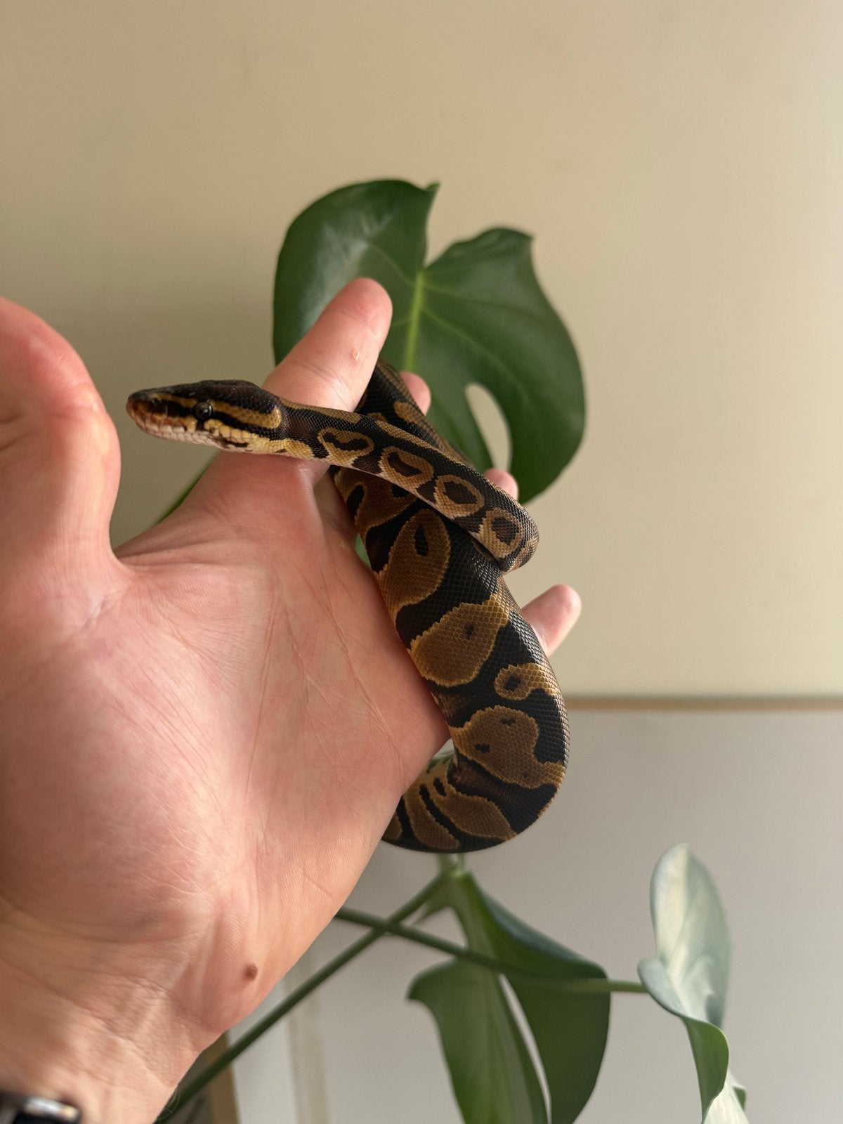 Leopard Het Clown vrouwtje jonge koningspythong, Dieren en Toebehoren, Reptielen en Amfibieën