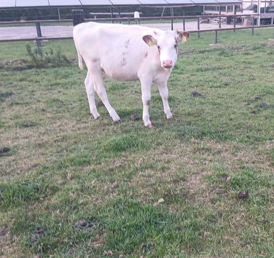 Mooie pink kalf kalfje te koop, Dieren en Toebehoren, Vrouwelijk, 0 tot 2 jaar