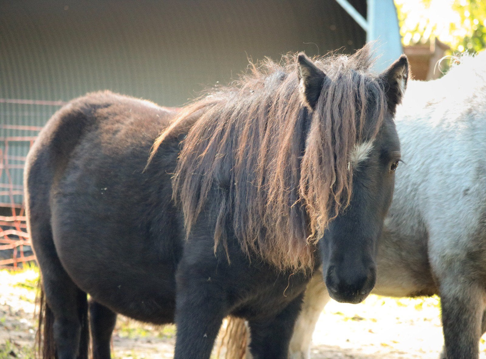Mooie NMPRS mini merrie zwart, Merrie, Met stamboom, Niet van toepassing, 0 tot 2 jaar