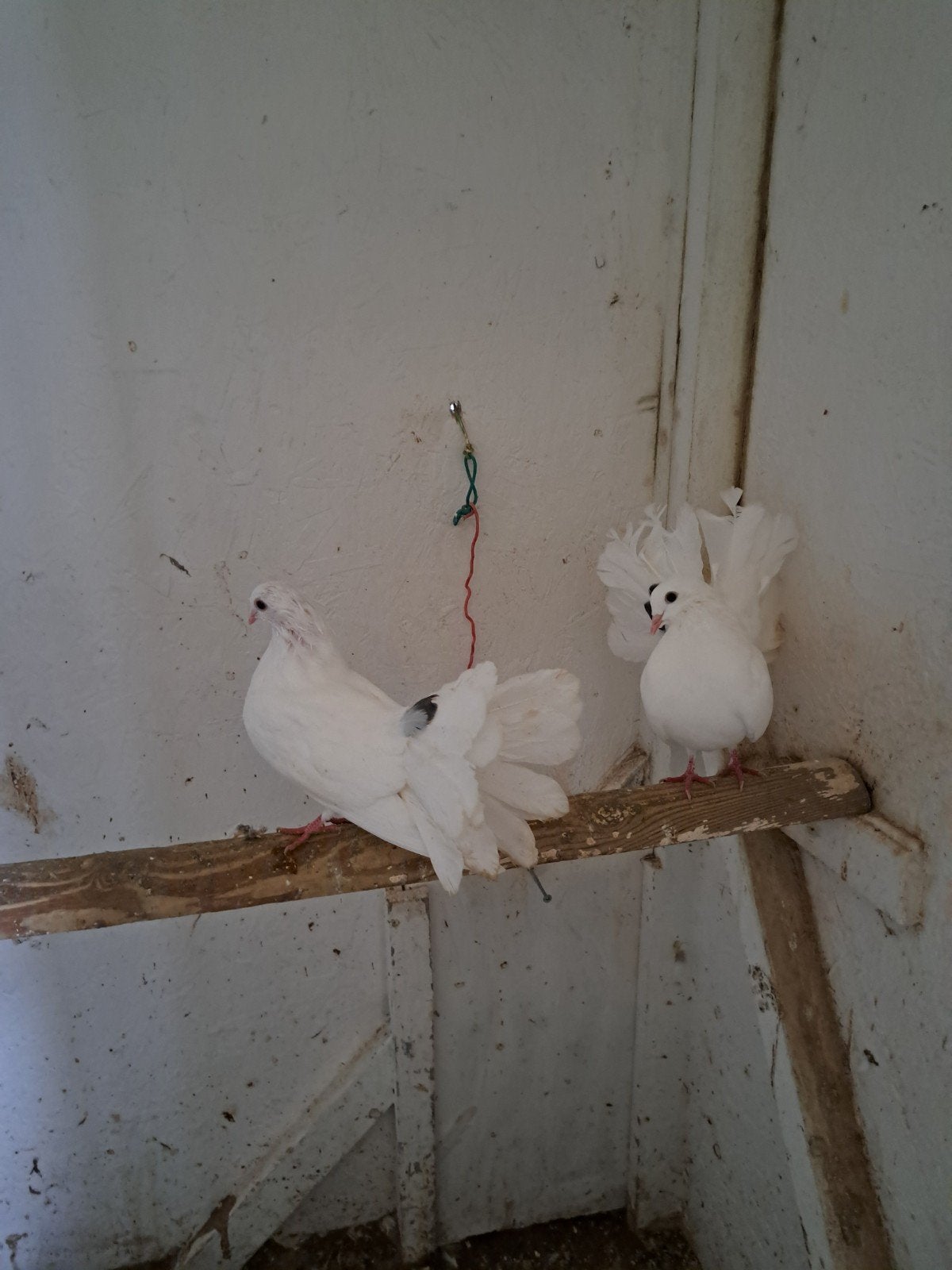 te koop pauwstaarten en witte en bonte postduiven, Meerdere dieren, Overige soorten