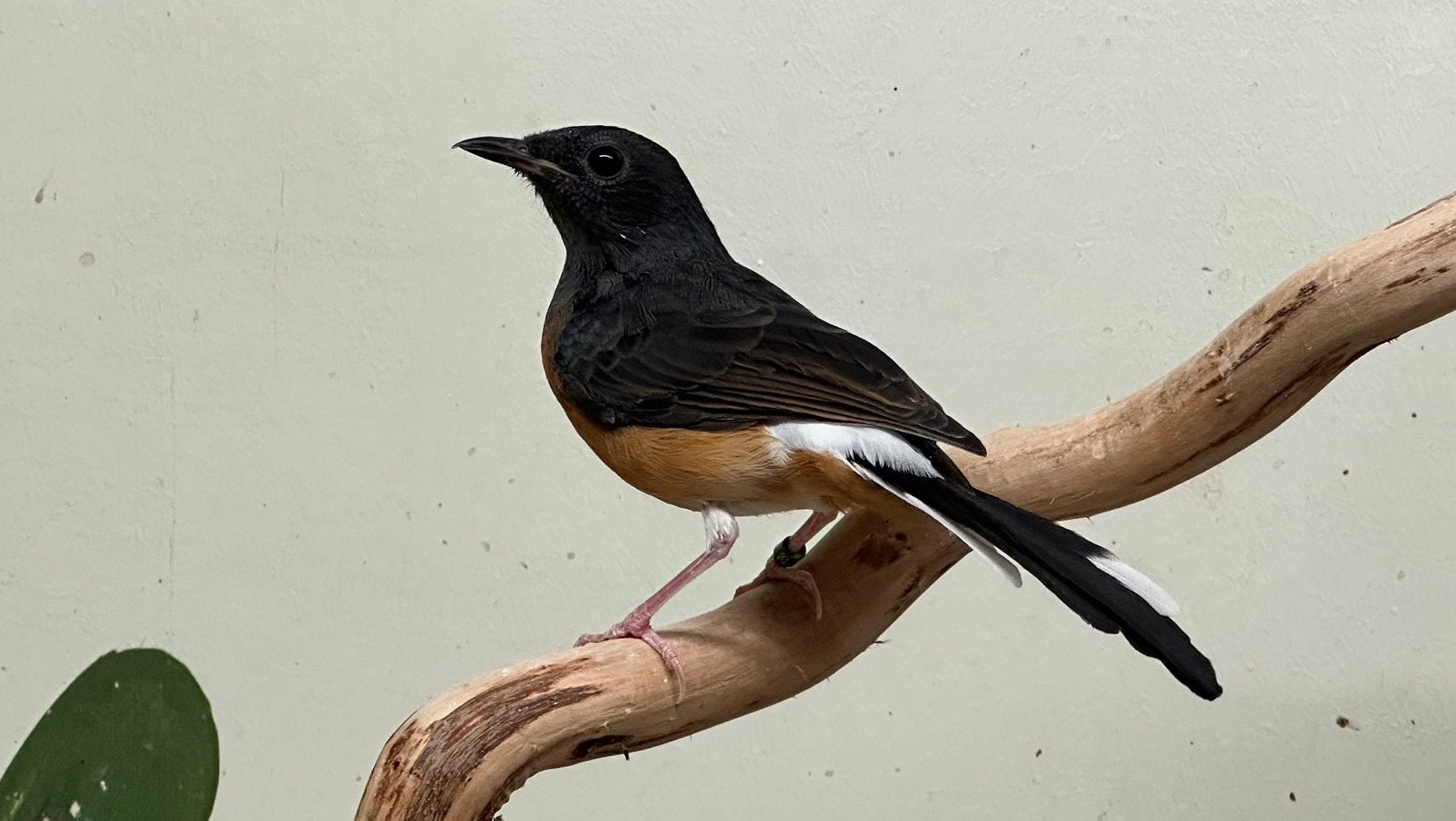 Schamalijster pop EK 2026, Dieren en Toebehoren, Vrouwelijk, Tropenvogel, Geringd