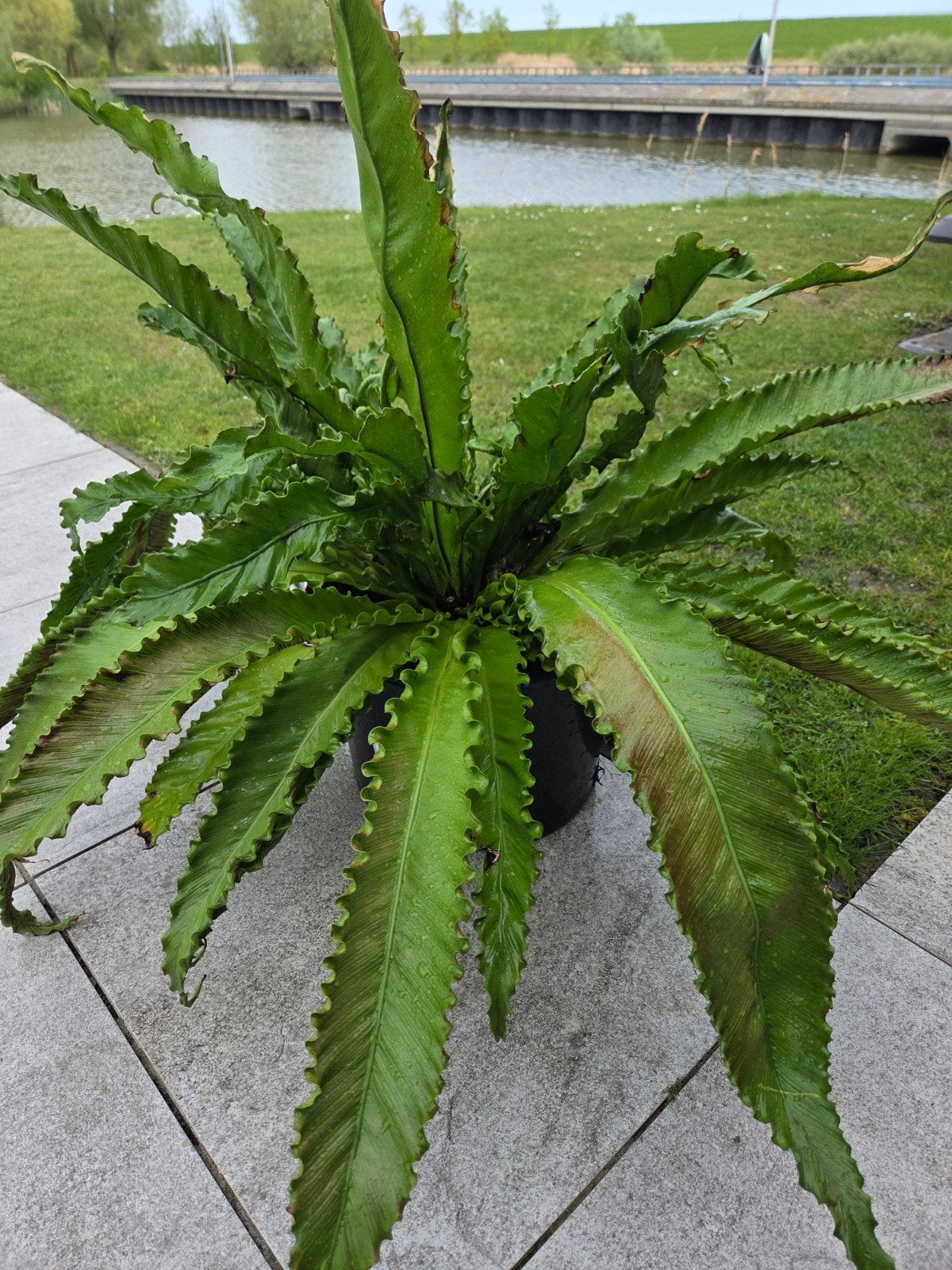 Vandaag af te halen Asplenium, Tuin en Terras, Planten | Tuinplanten, Ophalen of Verzenden, Overige soorten, Volle zon