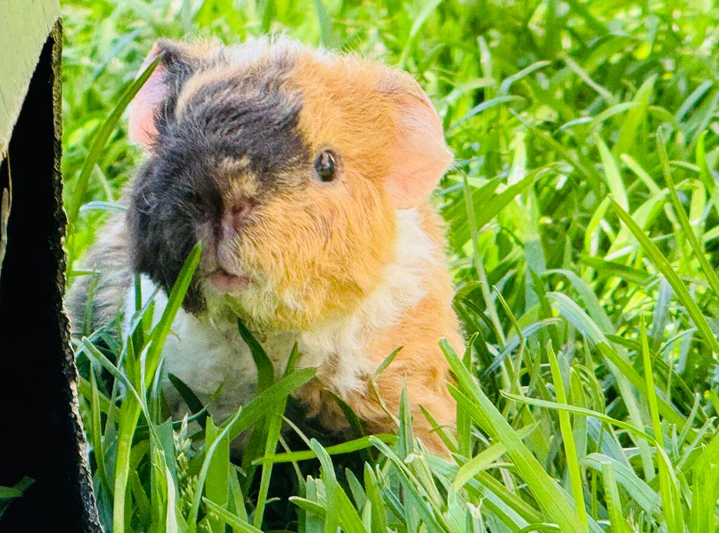 Lief met de hand grootgebracht zeugje Miffy, Cavia, April, Vrouwelijk, Tam