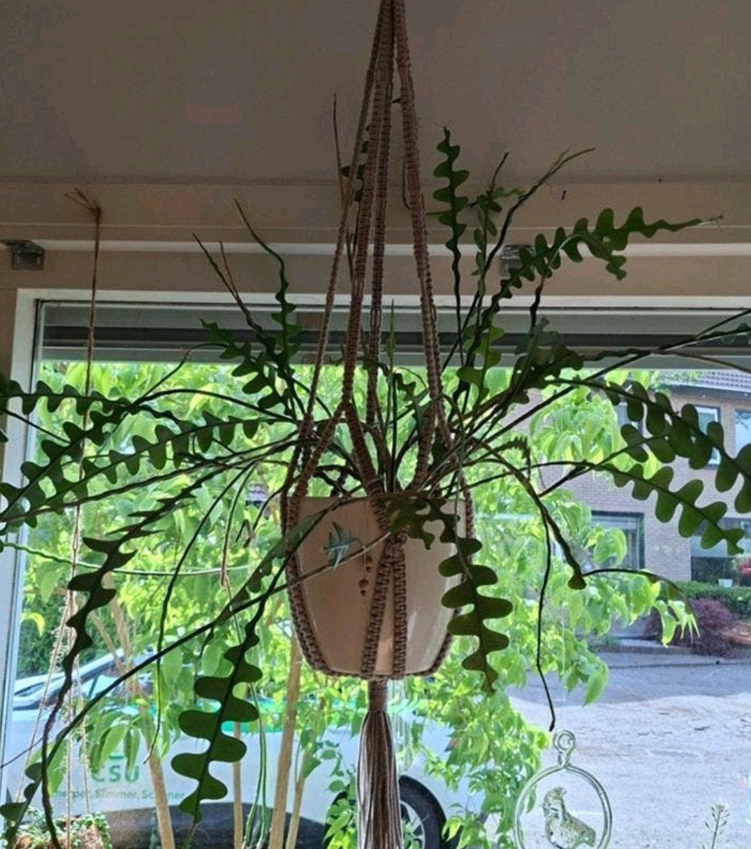 Zaagcactus, zigzagcactus (Epiphyllum anguliger), Ophalen of Verzenden, Halfschaduw, Minder dan 100 cm