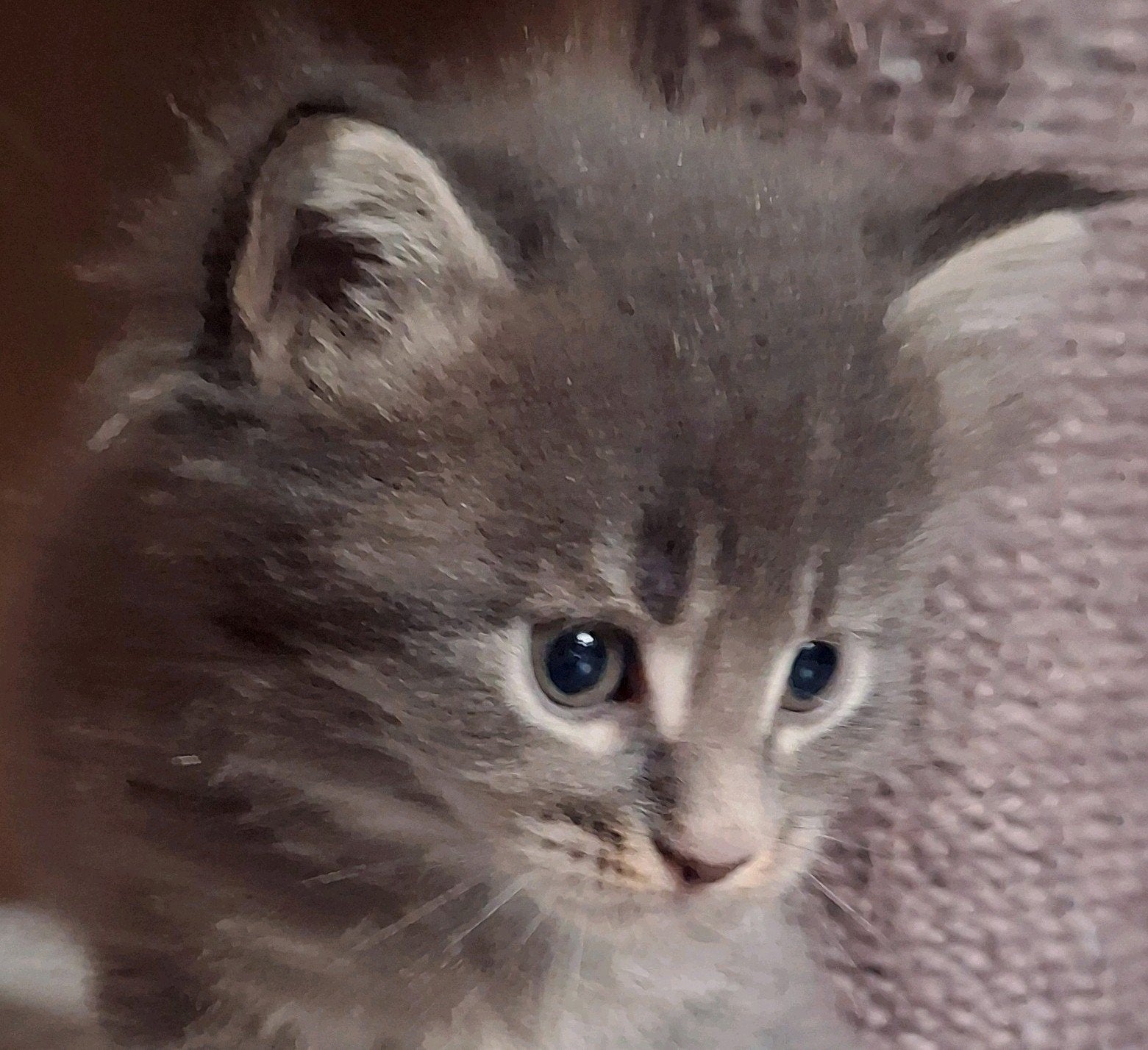 Nog 2 ♂️♂️ blue tabby black 💯% Maine Coon kittens ️️️, Meerdere dieren, Ontwormd, 0 tot 2 jaar