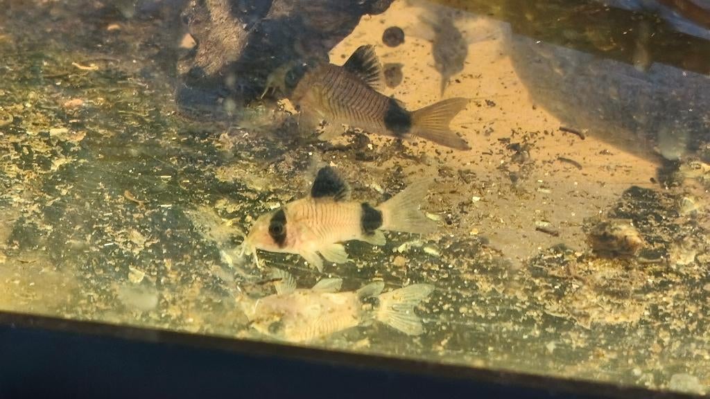 Corydora Panda | Panda Visjes, Dieren en Toebehoren, Vissen | Aquariumvissen, Vis, Zoetwatervis, Schoolvis