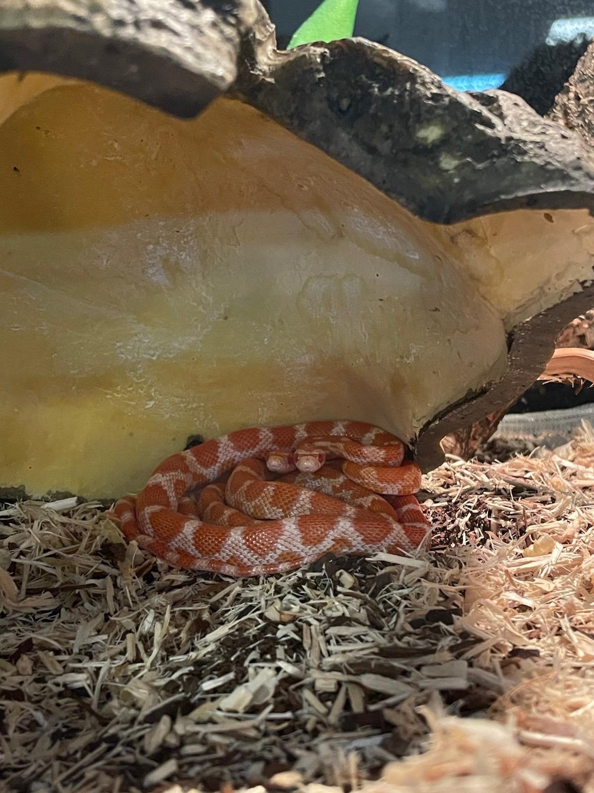 Rattenslangen Rat Snake photo 3