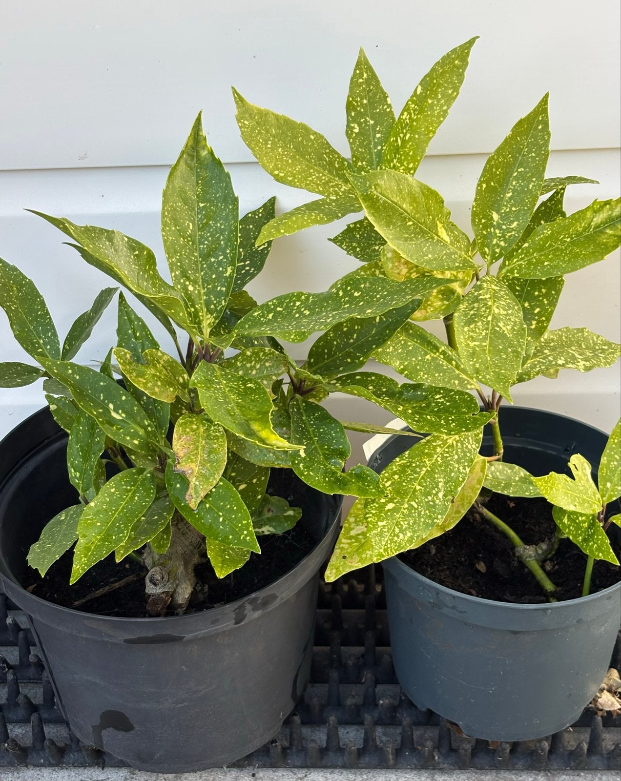 Aucuba Japonica (Japanse broodboom) struiken, Ophalen, Overige soorten, Struik, Minder dan 100 cm