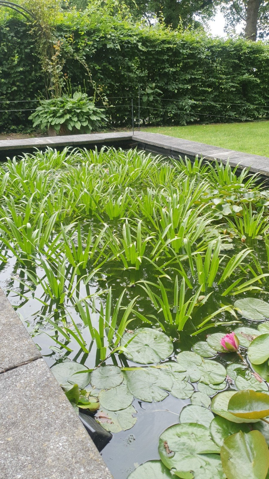 Krabbescheer, Tuin en Terras, Vijvers, Ophalen
