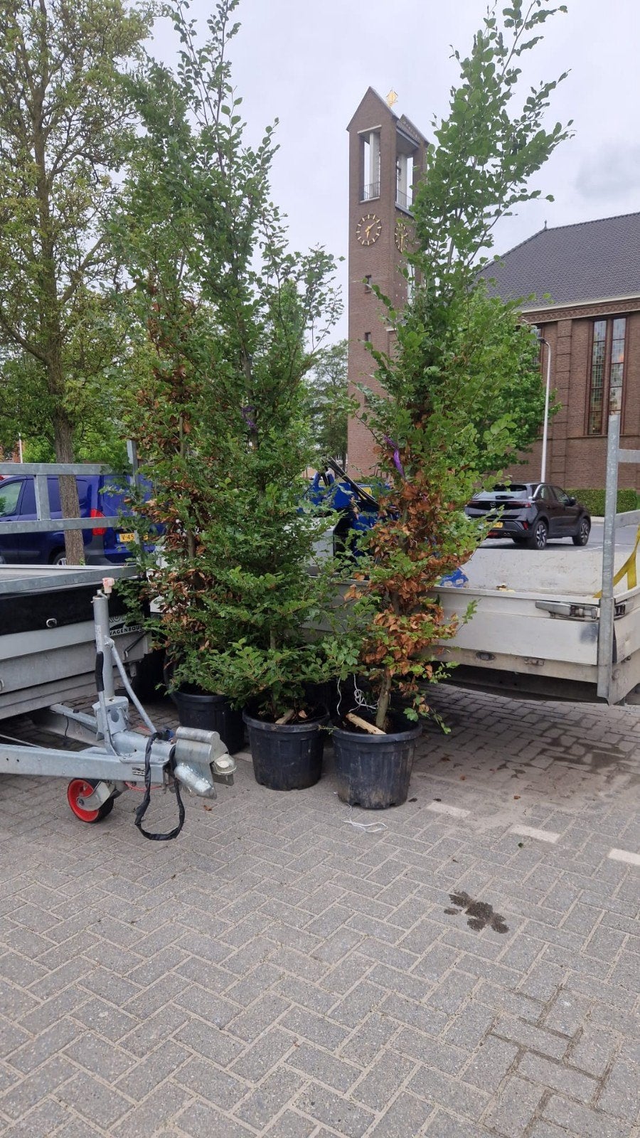 3 Zuilvormige Beuken - 3 Meter Hoog, Bloeit niet, 250 tot 400 cm, Zuilboom, Ophalen
