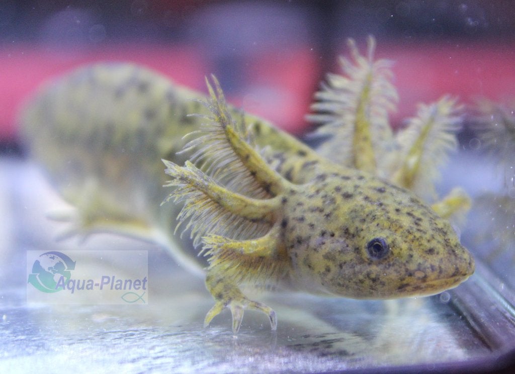 Axolotl - Wildkleur, Dieren en Toebehoren, Vissen | Aquariumvissen, Overige typen, Zoetwatervis