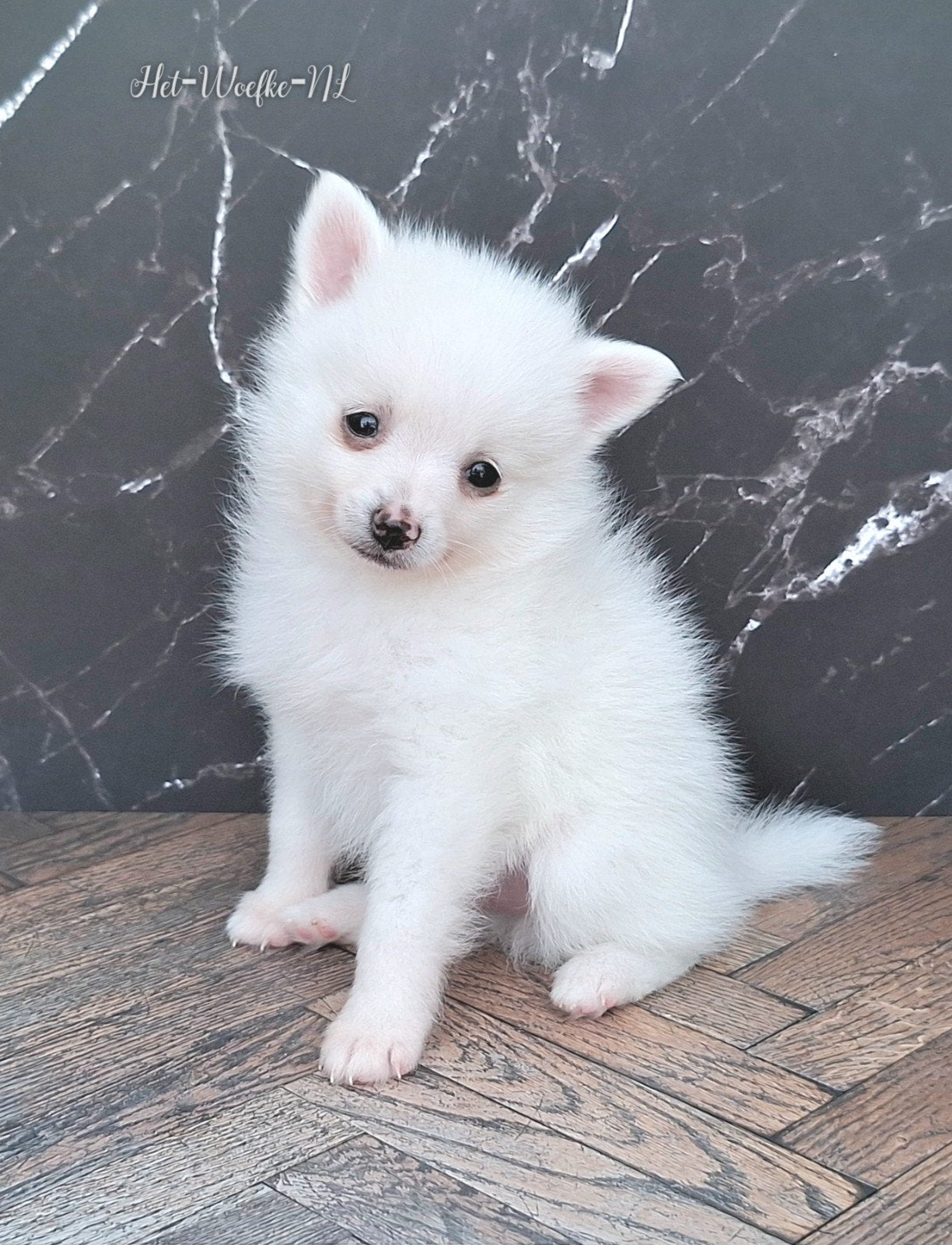 Prins 💙 Pomsky F3b puppy, 8 tot 15 weken, Parvo, Eén hond, Nederland