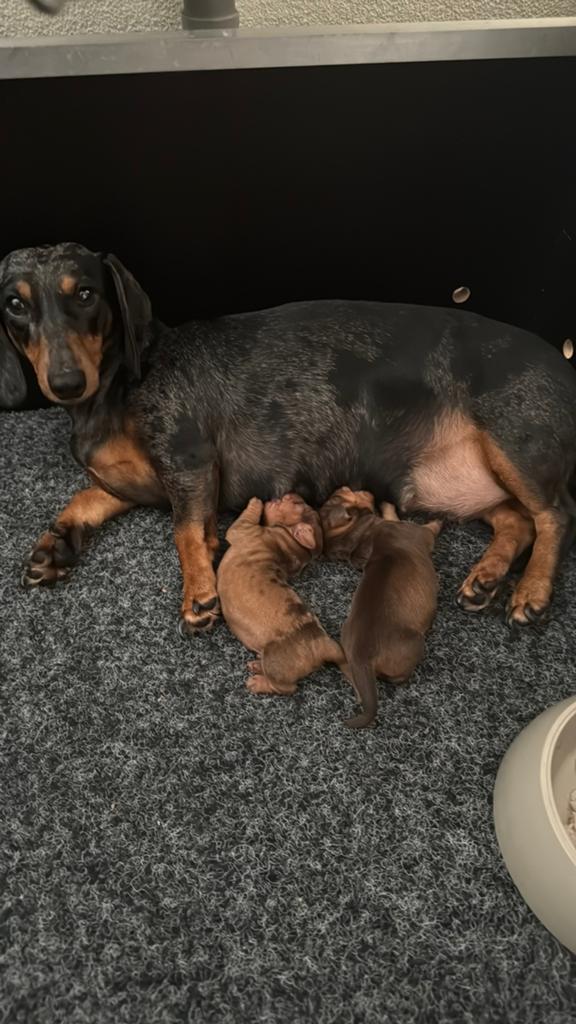 Dwerg teckel pups, Parvo, 8 tot 15 weken, Korthaar, Dwerg