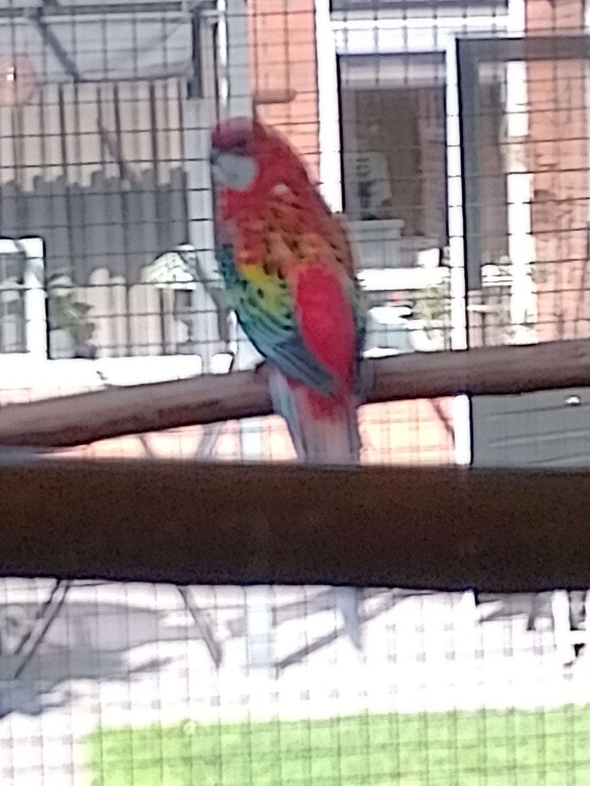 Opaline Rode rossela, Dieren en Toebehoren, Meerdere dieren, Dwergpapegaai of Agapornis, Geringd