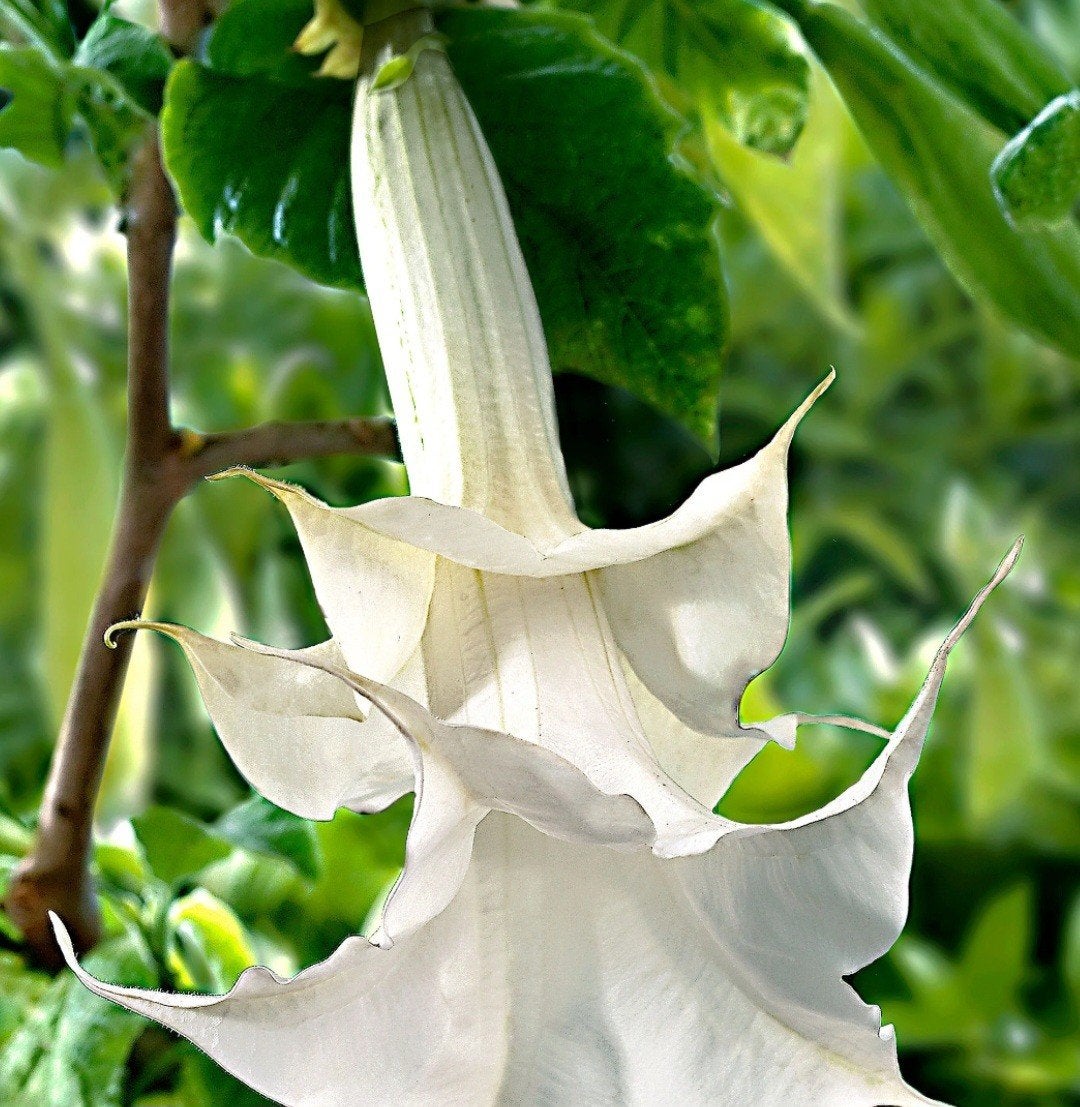 zeldzame brugmansia Big Jim dubbele bloemen, Ophalen, Overige soorten, Volle zon