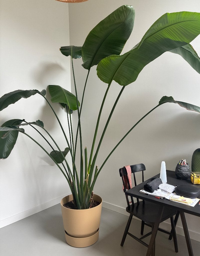 Paradijsvogelplant (Strelitzia nicolai), Ophalen, 200 cm of meer, Overige soorten, Halfschaduw
