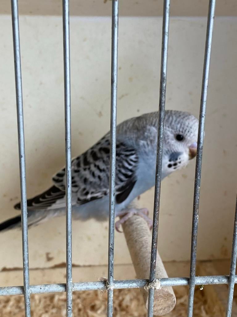 Jonge grasparkiet, Dieren en Toebehoren, Vogels | Parkieten en Papegaaien, Geslacht onbekend, Parkiet, Tam