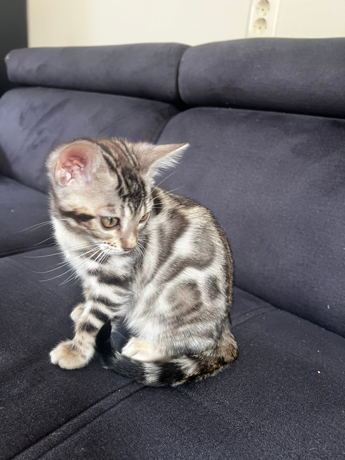 Bengaal kitten met stamboom, Meerdere dieren, Met stamboom, 0 tot 2 jaar