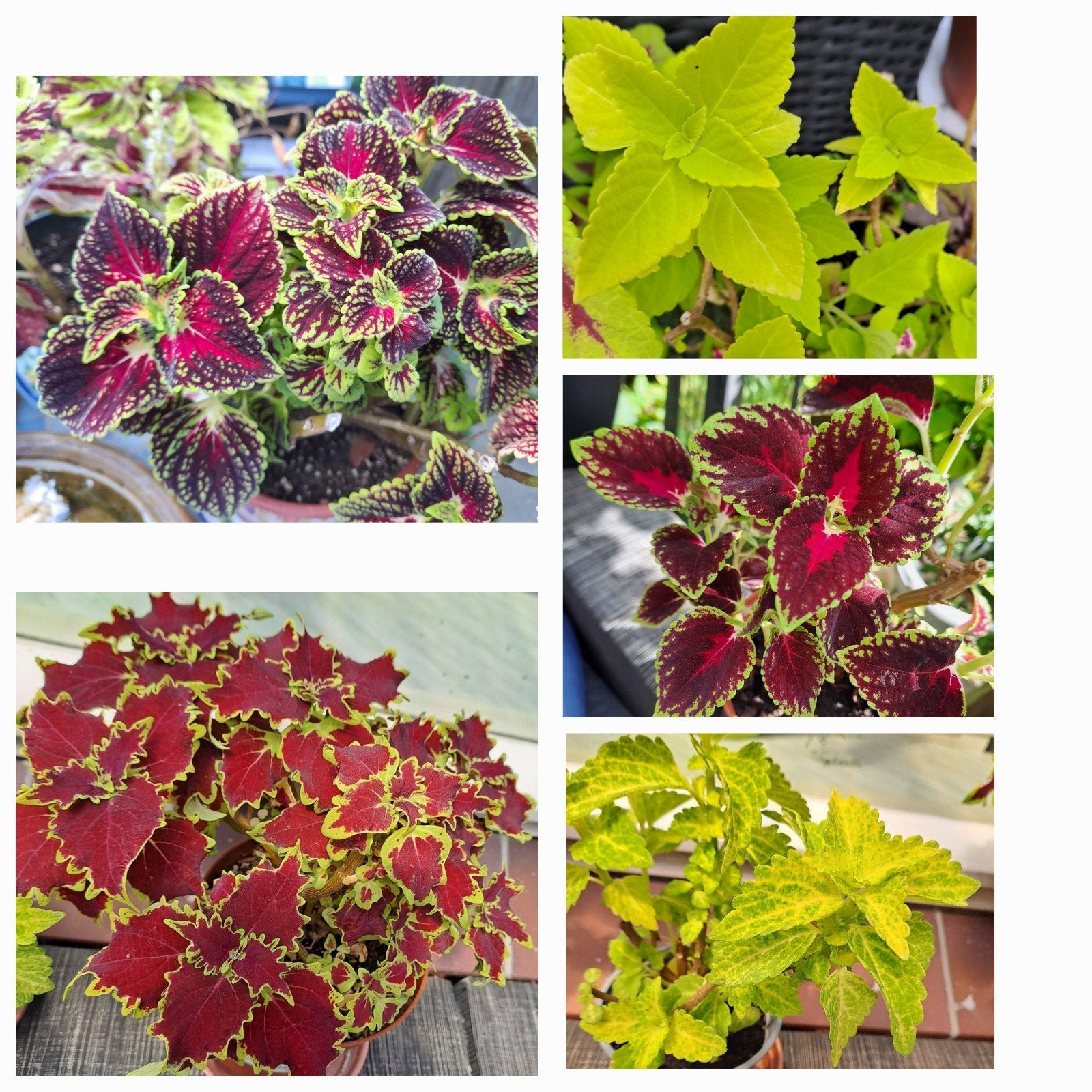 Coleus stekken - Siernetel stekjes alleen ophalen, Ophalen, Volle zon