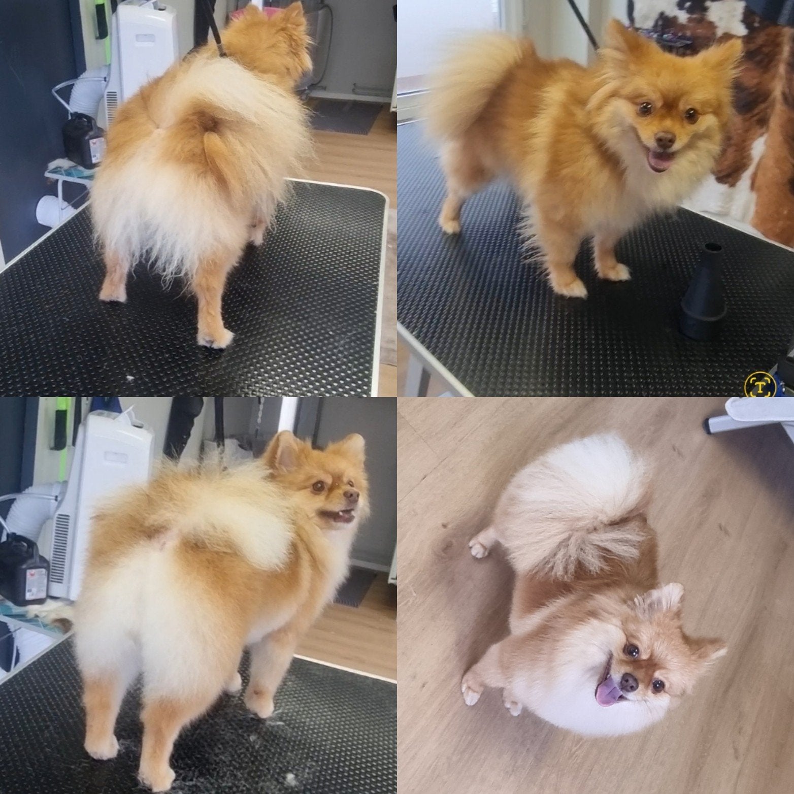 Maltezer/ boomer/ shihtzu/ yorkshire, Dieren en Toebehoren, Ophalen