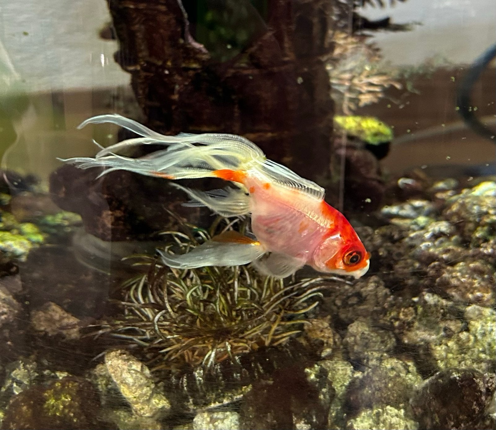 Sluierstaart goudvis zoekt nieuwe vriendjes, Dieren en Toebehoren, Vissen | Aquariumvissen, Vis, Zoetwatervis, Schoolvis
