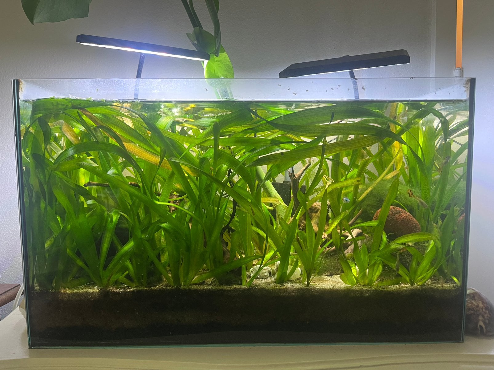 Aquarium compleet, Dieren en Toebehoren, Ophalen, Gebruikt, Gevuld zoetwateraquarium
