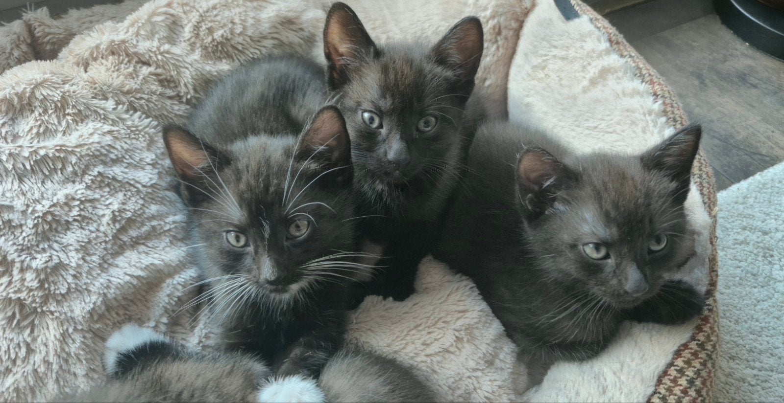 3 lieve kittens te koop!