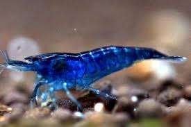 Neocaridina blue dream - Garnaal - Koidream Valburg, Kreeft, Krab of Garnaal, Zoetwatervis