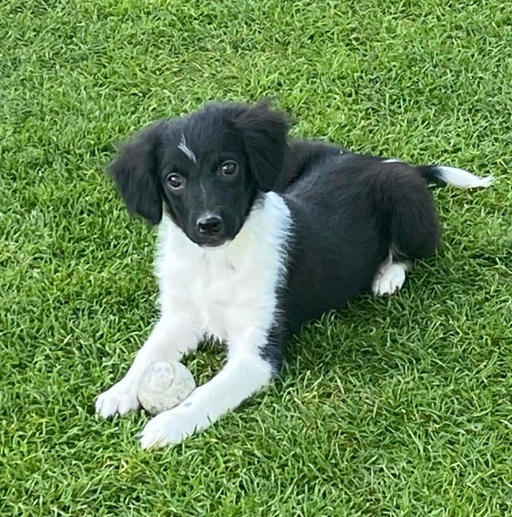 Prachtige BORDER COLLIE x FRIESE STABIJ pup - reutje, Parvo, Nederland, Reu, 8 tot 15 weken