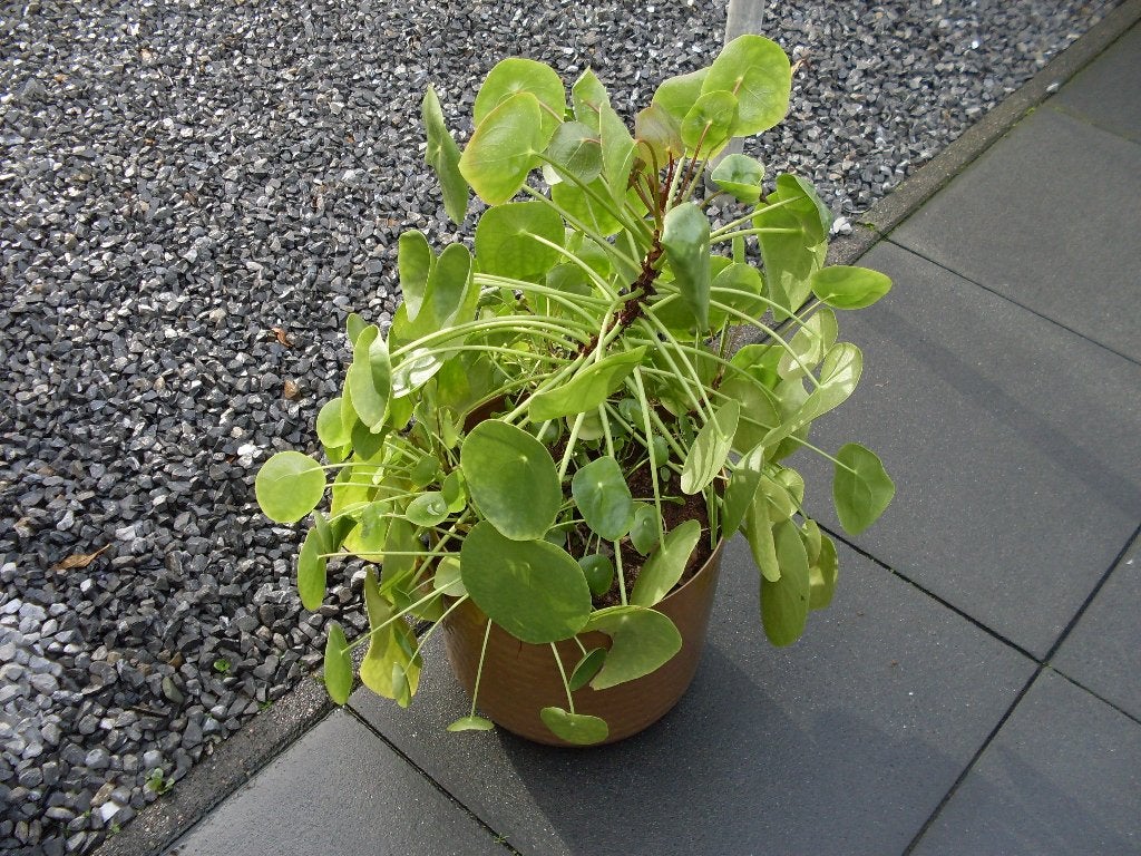 pannekoek plant, Ophalen, Overige soorten, Halfschaduw, Minder dan 100 cm