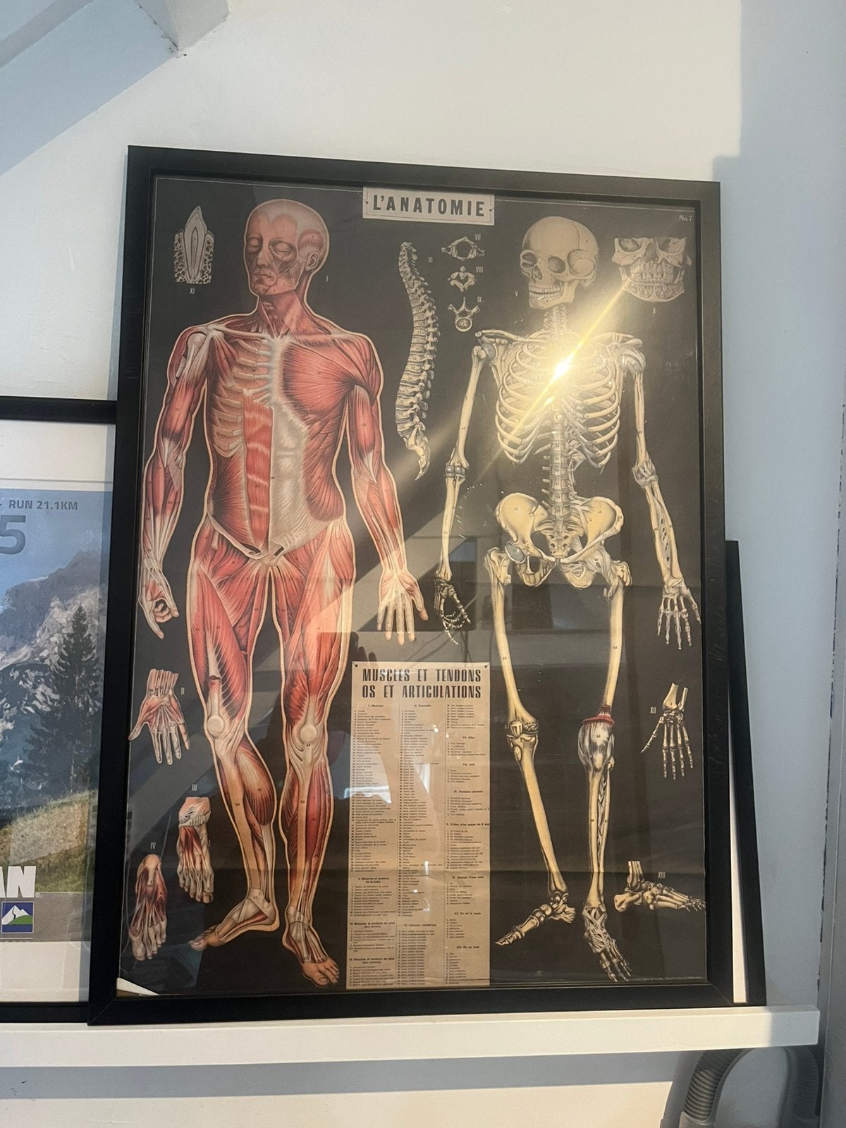 XL anatomie poster geneeskunde/fysiotherapie, Ophalen of Verzenden