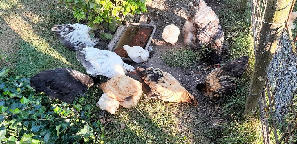kippen, Dieren en Toebehoren, Pluimvee, Vrouwelijk, Kip
