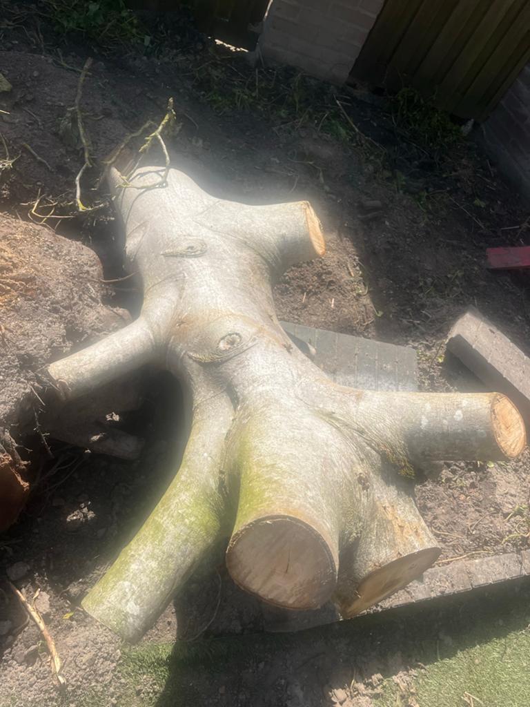 Notenboom hout - Stammen en takken, Minder dan 3 m³, Ophalen of Verzenden, Overige houtsoorten, Stammen