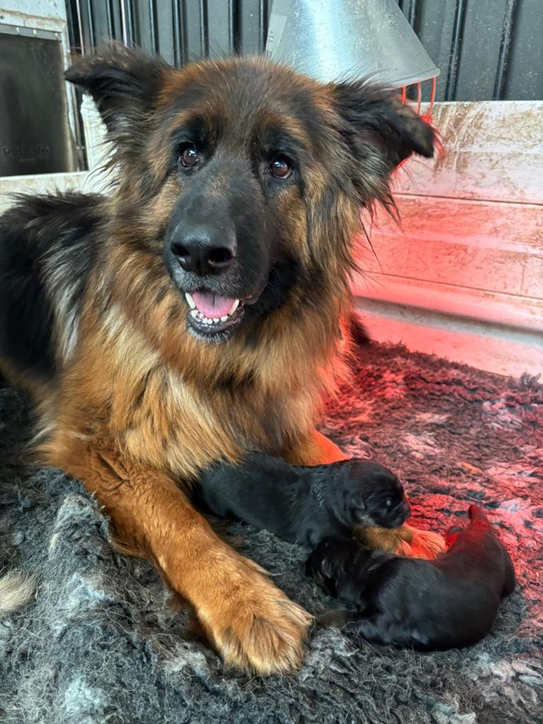 Langharige duitse herder pups FCI stamboom ouders ED/HD A, Nederland, 8 tot 15 weken, Parvo, Meerdere