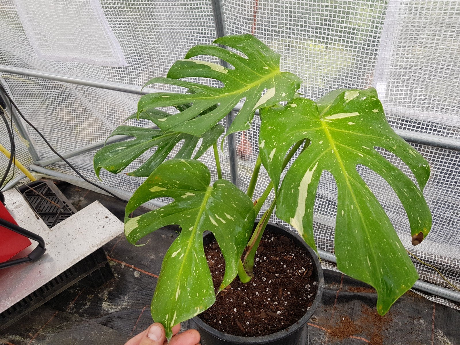 Monstera Thai Constellation - Prachtige Gevlekte Kamerplant, Huis en Inrichting, Kamerplanten, Ophalen, Halfschaduw, Minder dan 100 cm