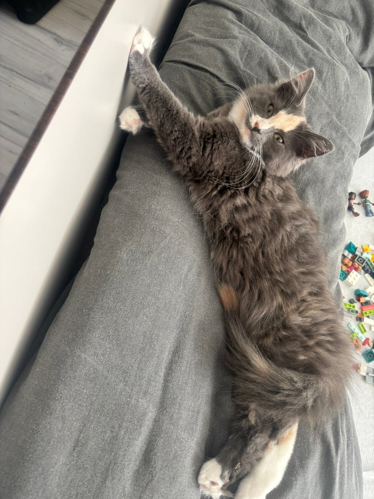 Noorse boskat kitten lees advertentie goed.!, Poes, Ontwormd, 0 tot 2 jaar