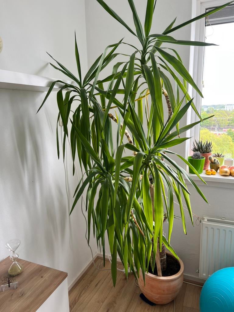 Yucca gigantea 220 cm hoog (palmlelie/ yuca), Groene kamerplant, Ophalen, Halfschaduw, 200 cm of meer