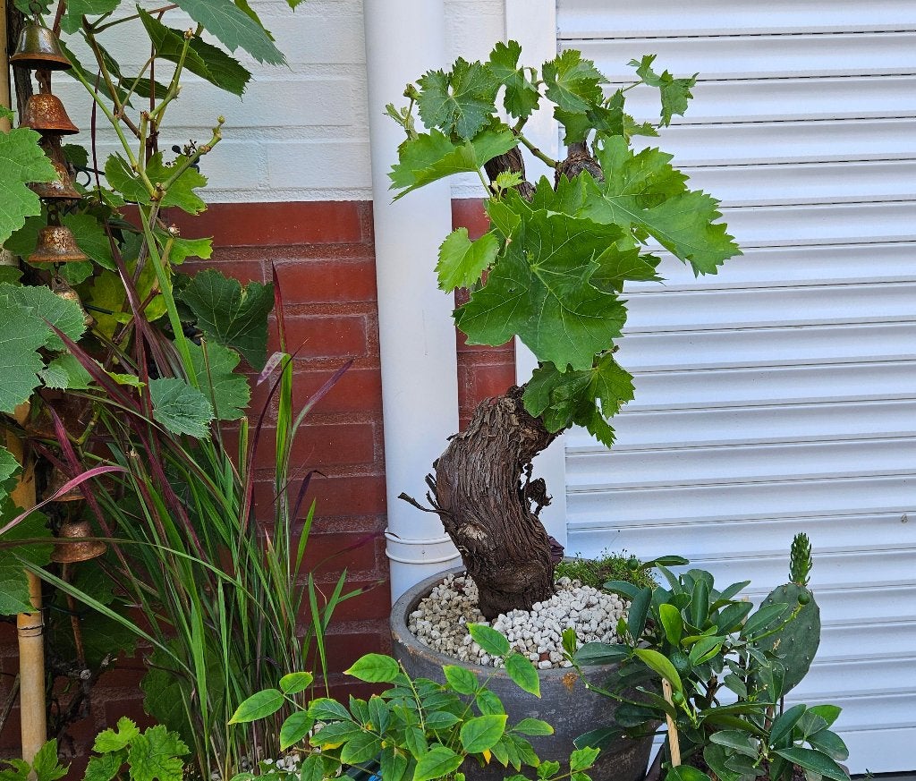 Exclusieve Vitis Vinifera wijnstok in bonsai-vorm, Tuin en Terras, Ophalen, Volle zon, Vaste plant, Fruitplanten